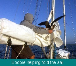 A boobie lands on my head and helps fold the sail