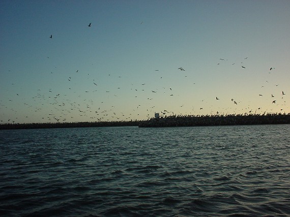 Birds of Half Moon Bay