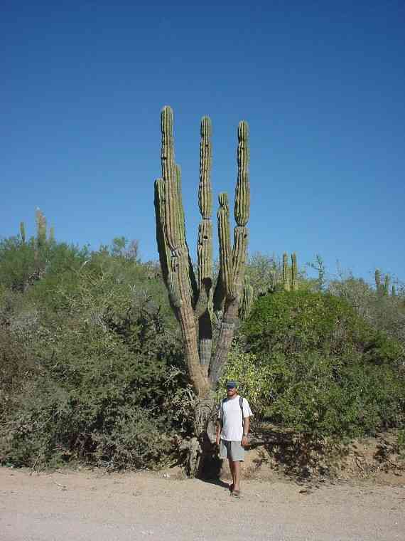 Big Baja Cactus