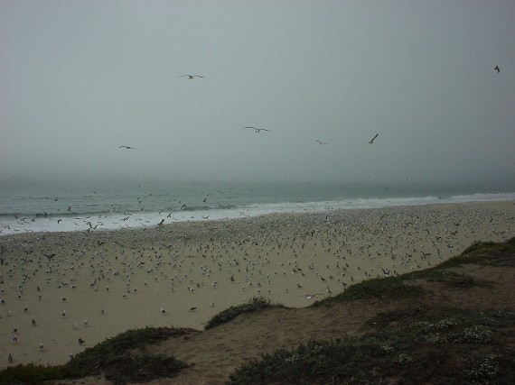 Tons of gulls
