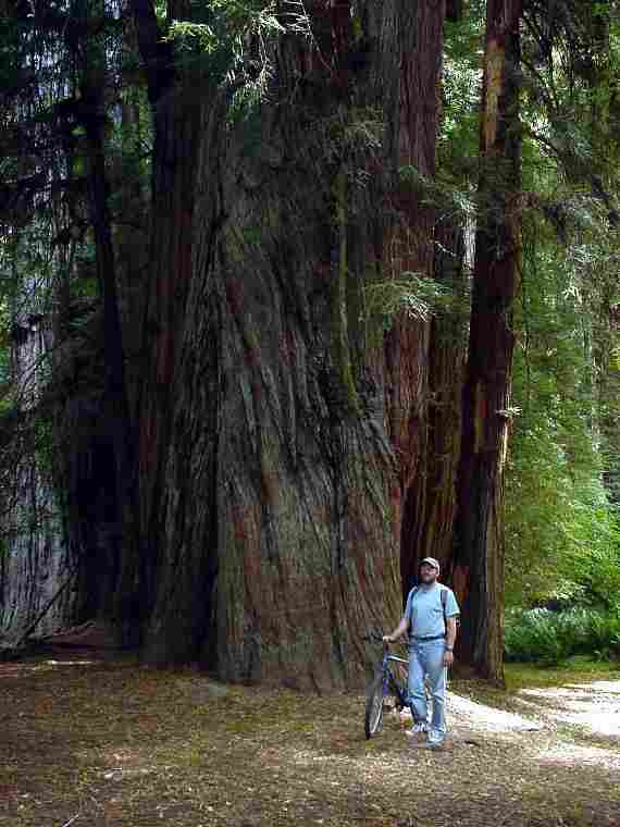 1000+ year old red woods
